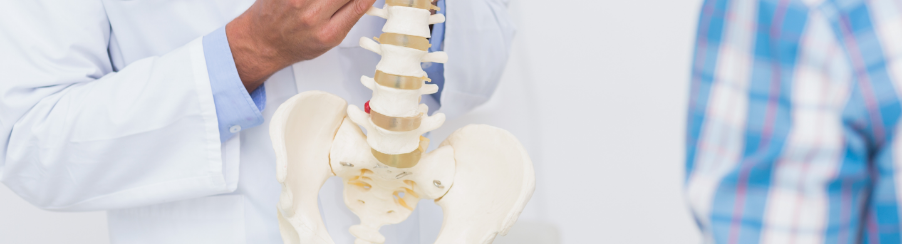 Lebensgroßes Wirbelsäulenmodell für die anschauliche Patientenaufklärung im therapeutischen Unterricht