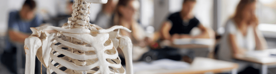 Lebensgroßes Skelett Anatomie Modell für Therapiebedarf und Ausbildung in der Praxisumgebung